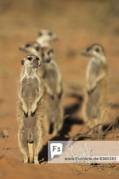 Meerkat (Suricata suricatta) Kgalagadi Transfrontier Park Northern Cape South Africa Africa