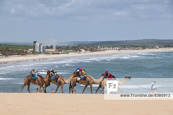 Camel riding in the famous sand dunes of Natal  Rio Grande do Norte  Brazil  South America