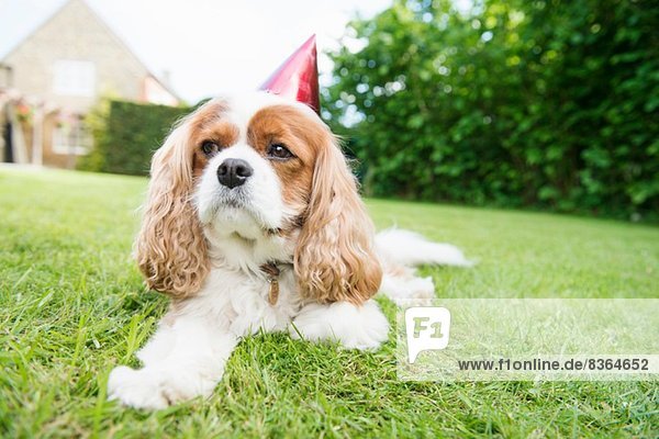 Hund mit Partyhut auf Gras liegend