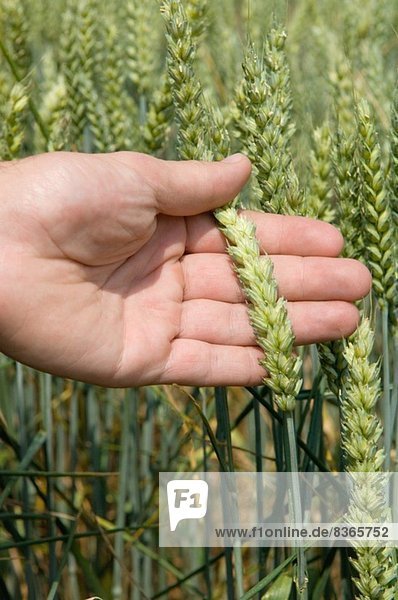 Hand holding wheat plant
