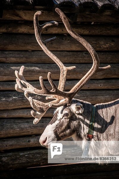 Rentier Lappland Schweden