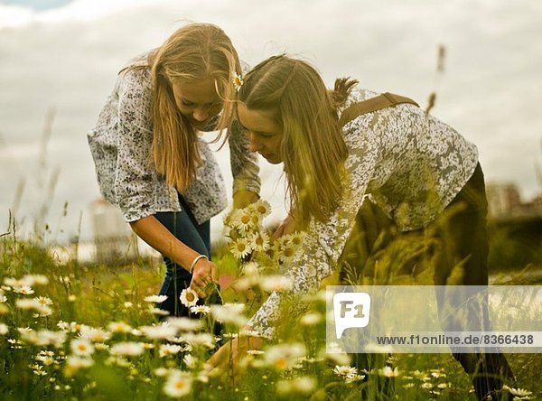 Zwei junge Frauen  die einen Haufen Gänseblümchen pflücken.