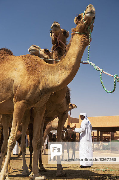 Camels For Sale In Camel Market Al Ain  Abu Dhabi  United Arab Emirates