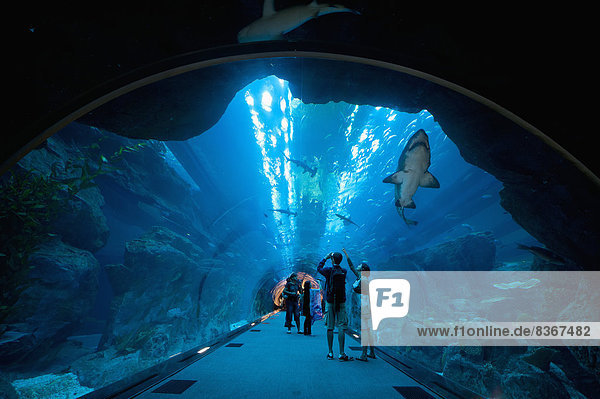 Vereinigte Arabische Emirate VAE Mensch Menschen Tunnel über Schwimmer Hai schwimmen