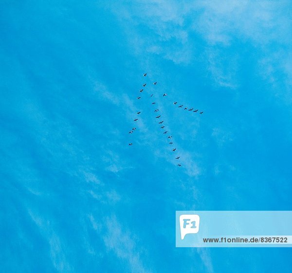 Birds flying in arrow formation over blue sea