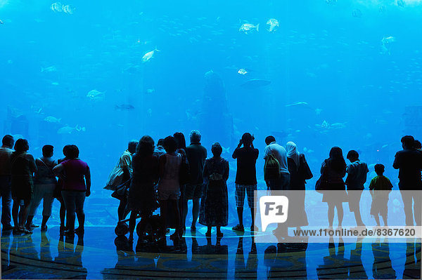 Silhouette Of People Watching Fish In Aquarium  Atlantis The Palm Hotel Dubai  United Arab Emirates