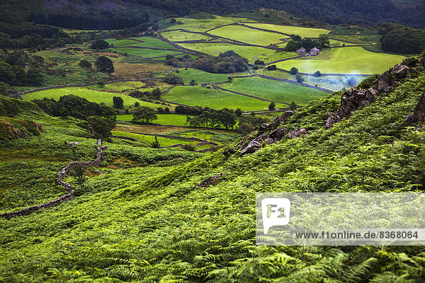 Steinmauer  Großbritannien  Hügel  grün  trocken  Seitenansicht  Cumbria  Ortsteil  England