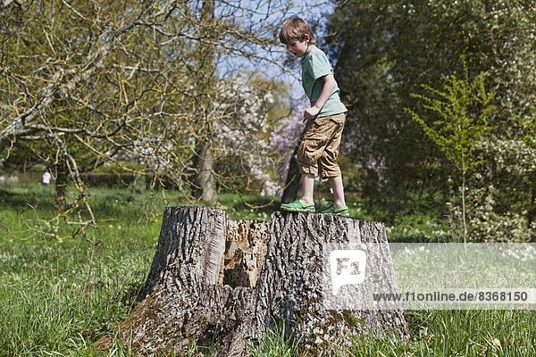 Junge - Person  Großbritannien  Baumstumpf  klettern  England  Kent  alt