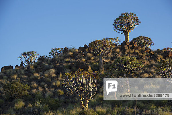 Berg  Felsen  Baum  Namibia