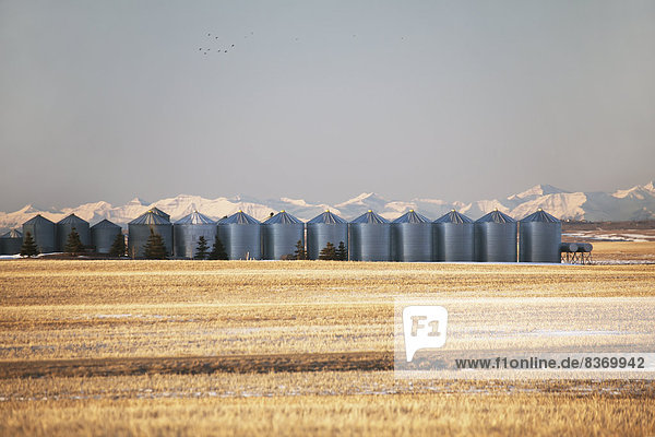 Getreide  Berg  bedecken  schneiden  Himmel  Sonnenaufgang  Feld  blau  Alberta  Kanada  Schnee
