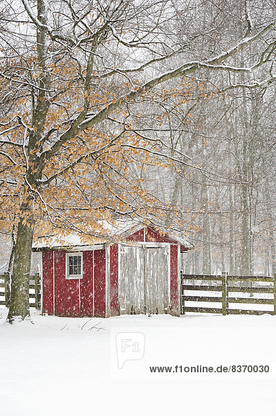 Vereinigte Staaten von Amerika USA Holzzaun Baum Schneeflocke umgeben rot Ohio Schuppen