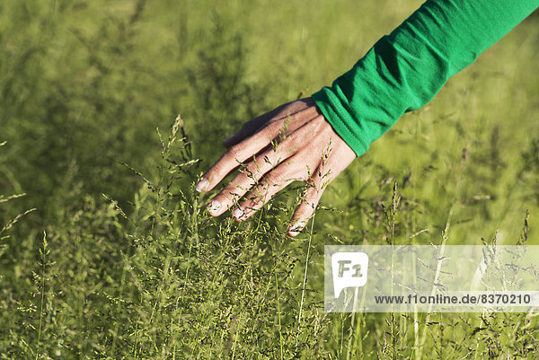 A Woman's Hand Touching The Tops Of Tall Grasses