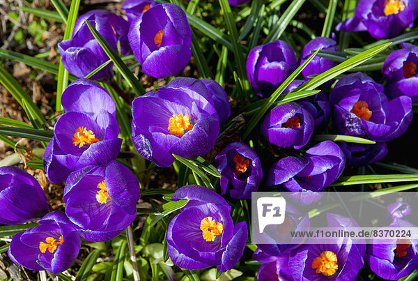 hoch, oben , blühen , lila , Ansicht , Flachwinkelansicht , Krokus , Winkel