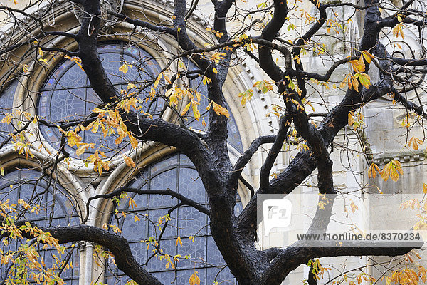 Schönheit Fenster Baum Gebäude Hintergrund Herbst groß großes großer große großen