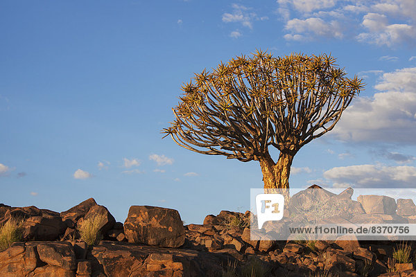 Felsbrocken  Wärme  Baum  Sonnenlicht  Namibia