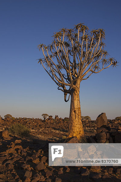 glühend  Glut  Baum  Sonnenlicht  Namibia