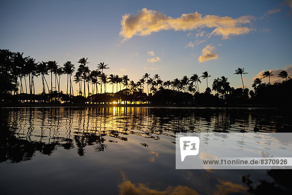 Vereinigte Staaten von Amerika  USA  Ecke  Ecken  Sonnenuntergang  Baum  Silhouette  Hawaii