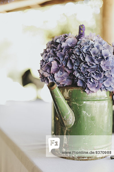 Purple Flowers In An Old Watering Can Pemberton  British Columbia  Canada