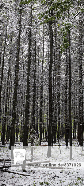 spät  Wald  Schneeflocke  Kanada  Quebec