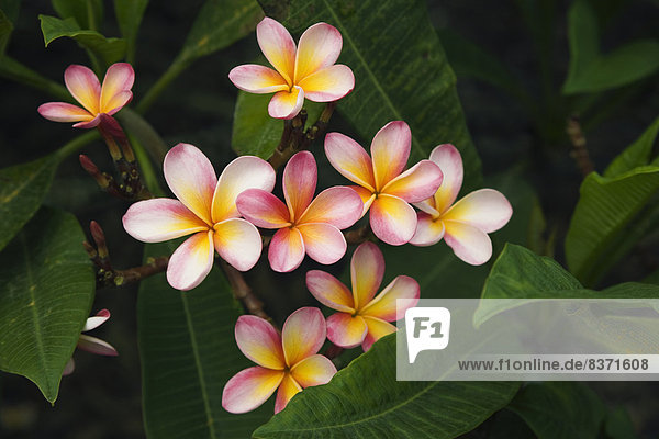 Botanischer Garten Botanische Amerika Blume Weiss Ast Pink