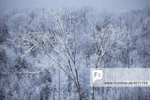Staub wischen  staubwischen  nahe  leer  Frische  Baum  unterhalb  Steppe  Öde  Kanada  Ontario  Schnee
