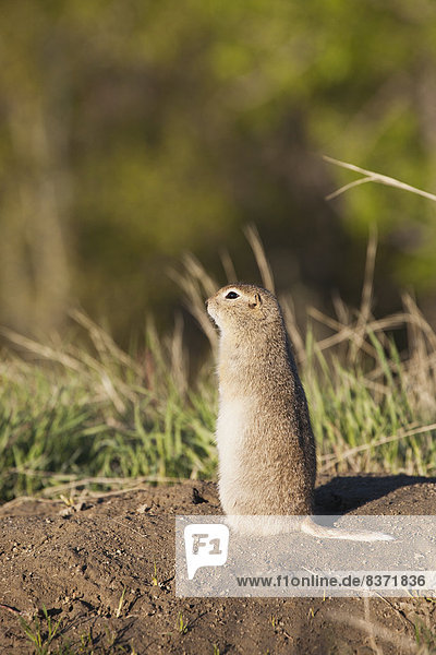 Erdhörnchen  Xerinae  hoch  oben  nahe  stehend  Loch  Alberta  Calgary  Kanada