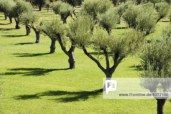 Baum  Schatten  Olive  Reihe  Argentinien  Mendoza