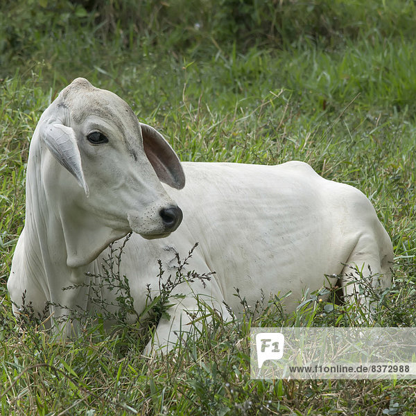 A White Cow In The Grass Zacapa  Guatemala