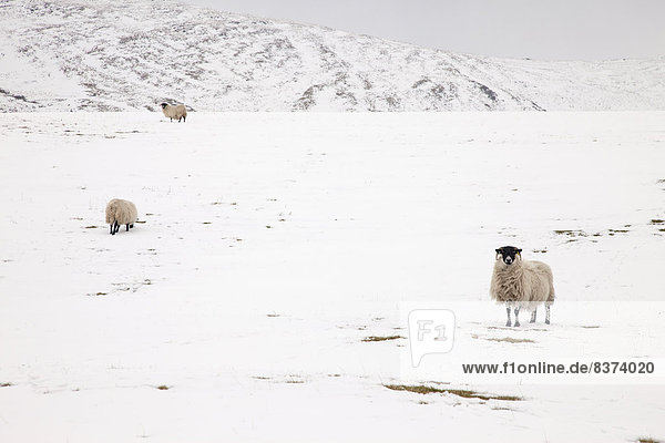 Sheep On A Snowy Field Northumberland  England