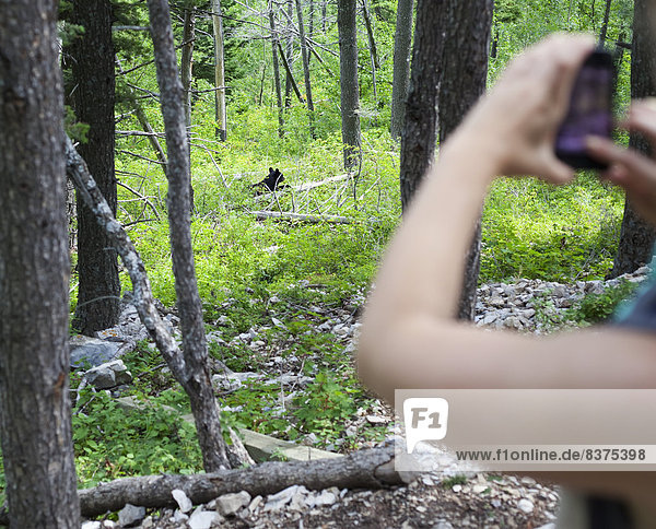A Young Woman Takes A Photo Of A Wild Black Bear (Ursus Americanus) Cub With Her Phone Alberta  Canada