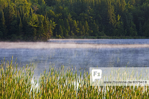 Morgen  aufwärts  Dunst  früh  Kanada  Teich  Quebec  Süden