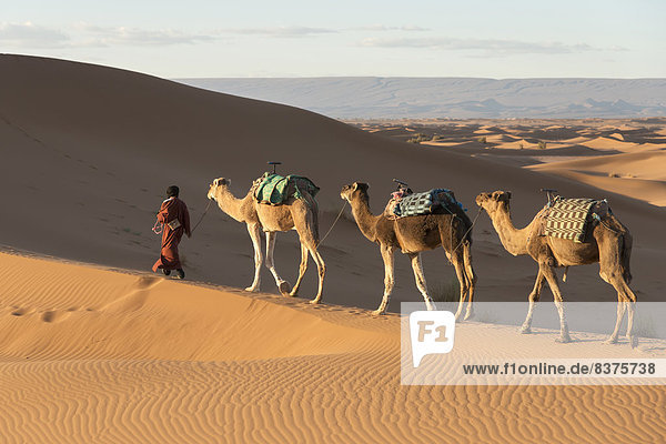 Mann führen 3 Düne Kamel Marokko