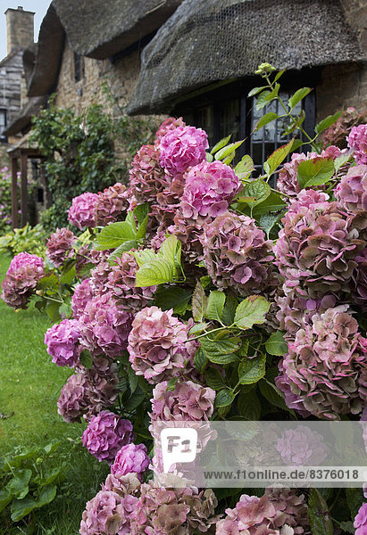 Außenaufnahme Blume blühen Wohnhaus pink England Strauch
