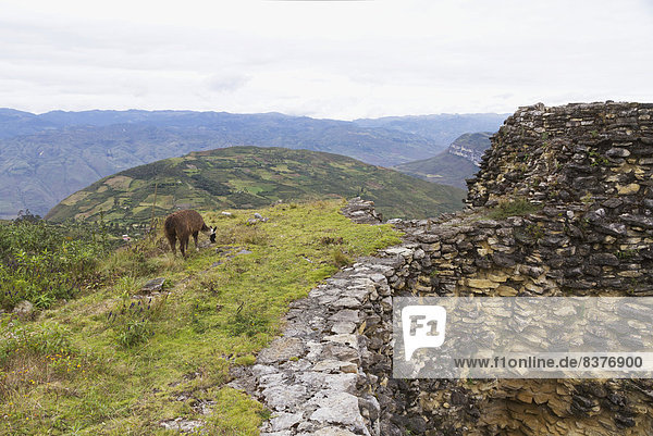 Llama amidst the remains of circular buildings at Kuelap Fortress  Kuelap  Amazonas  Peru
