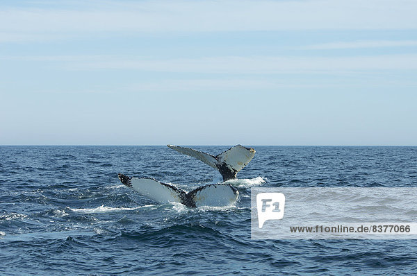 Wal  tauchen  Bucht  Kanada  Nova Scotia  Neuschottland