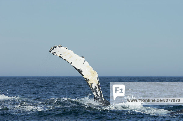 Flosse  Flossen  tauchen  Bucht  Kanada  Nova Scotia  Neuschottland  Wal