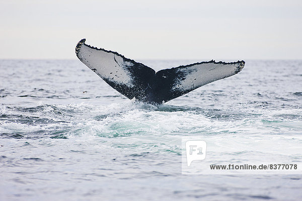 Vereinigte Staaten von Amerika  USA  Wasser  tauchen  Massachusetts  Provincetown  Wal