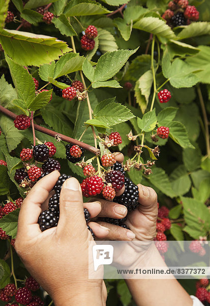 Picking Ripe Blackberries  Nova Scotia  Canada