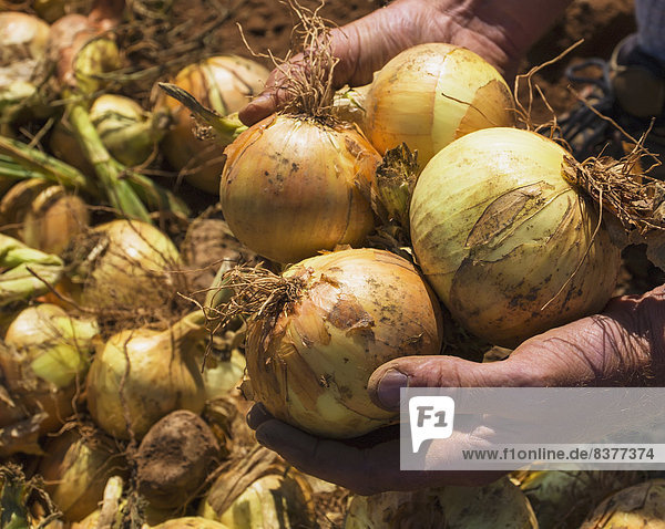 Hands Holding Freshly Picked Onions  Halifax  Nova Scotia  Canada