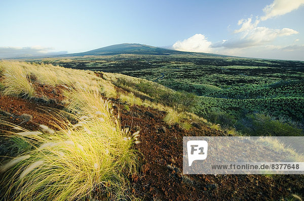 Fountain grass and Hualalai Volcano Island of Hawaii  Hawaii  United States of America