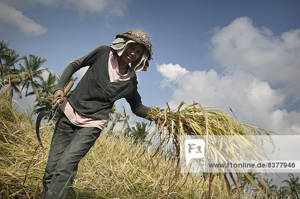 Woman Working In A Rice Field Bali  Indonesia