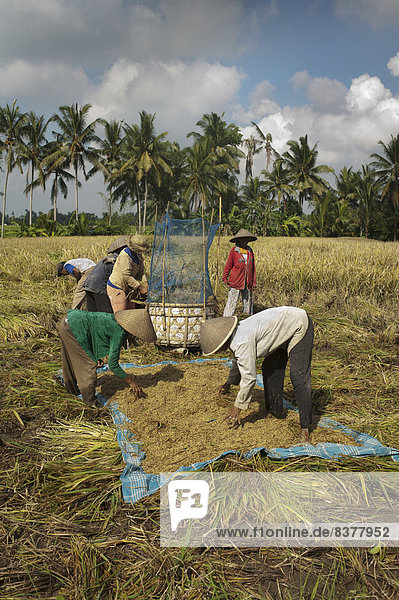 Women Working In A Rice Field Bali  Indonesia