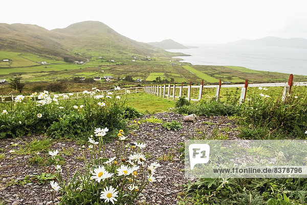 entfernt Berg Küste Wildblume Zaun Fokus auf den Vordergrund Fokus auf dem Vordergrund Irland