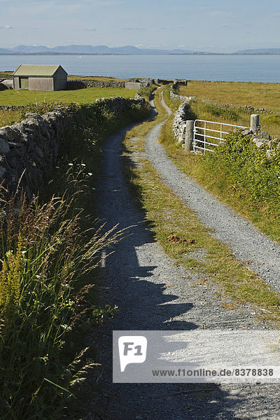 Weg  Küste  Insel  Gras  Galway  Irland
