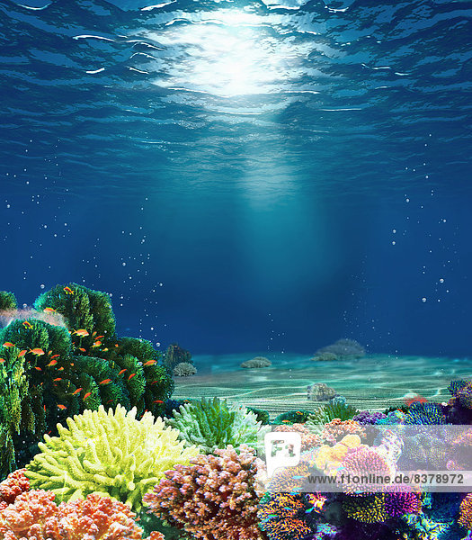 Buntes Korallenriff unter Wasser mit Sonnenstrahl