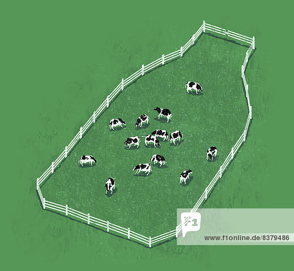 Kühe grasen auf einer Weide in Form einer Milchflasche