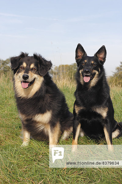 Two mixed-breed dogs sitting on a meadow  an Australian Shepherd-Mix and an Australian Kelpie-Mix  North Rhine-Westphalia  Germany