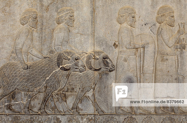 Flachrelief  Libyer bringen Tiere und Stoffe als Tribute  altpersische Stadt Persepolis  UNESCO-Weltkulturerbe  Provinz Fars  Iran