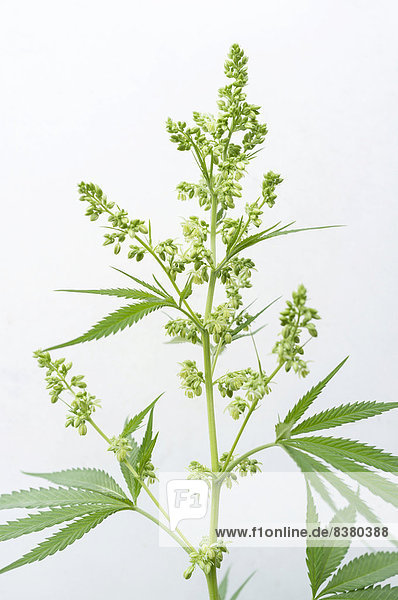 Blütenknospen einer männlichen Cannabis-Pflanze (Cannabis sativa)