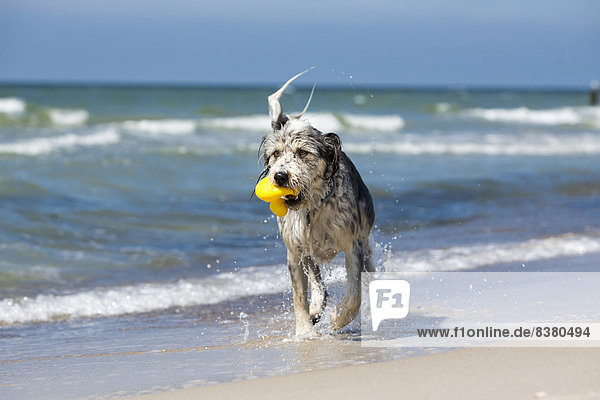 Nasser Hund mit einer Badeente im Maul am Strand  Mecklenburg-Vorpommern  Deutschland